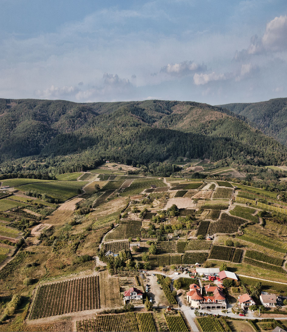 Kutjevo winegrowing region