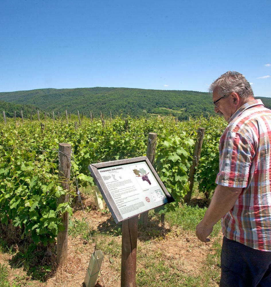 The Story of Vineyard 